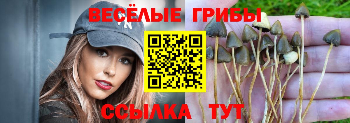 Галлюциногенные грибы Psilocybe Мончегорск